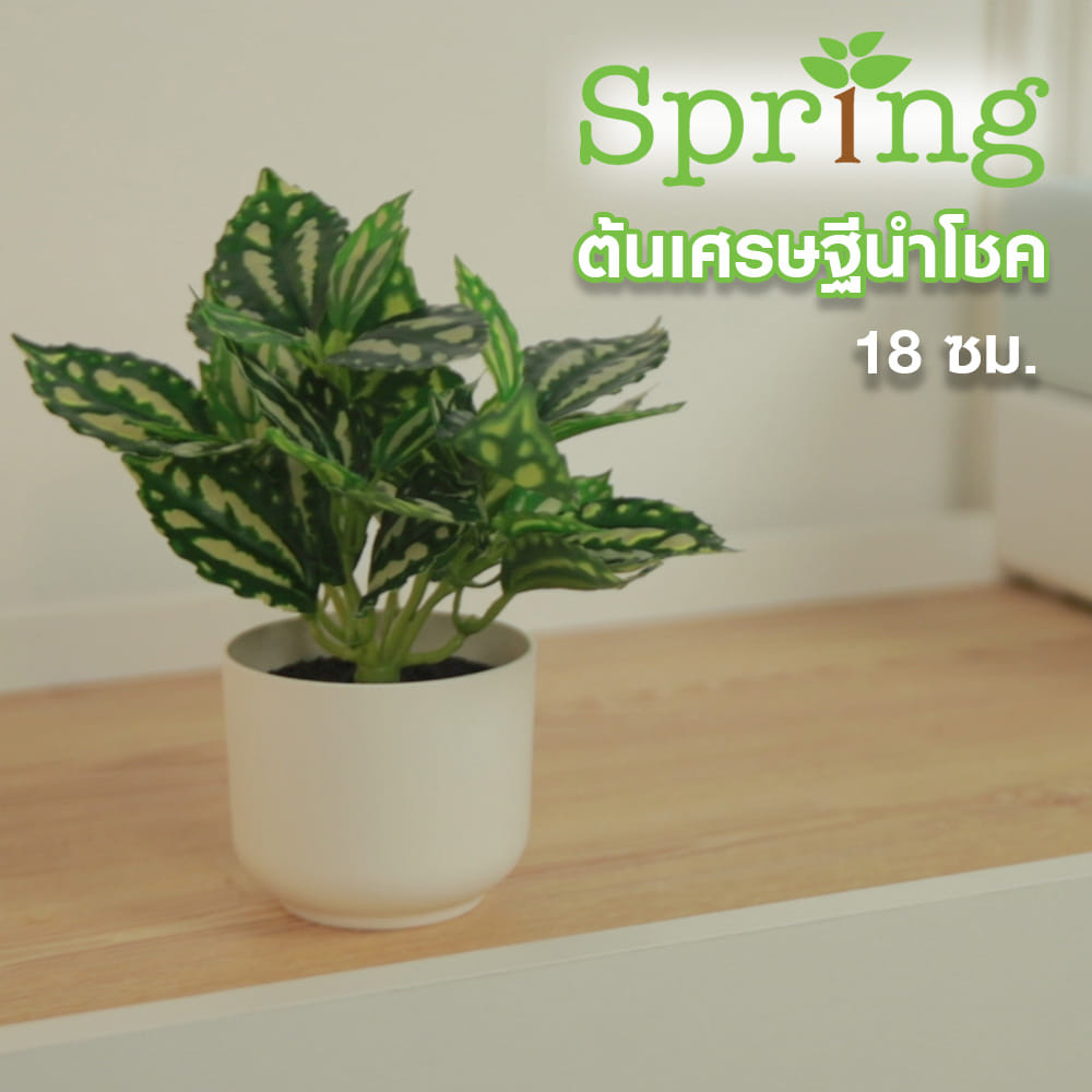 ต้นเศรษฐีนำโชค SPRING 18 ซม.