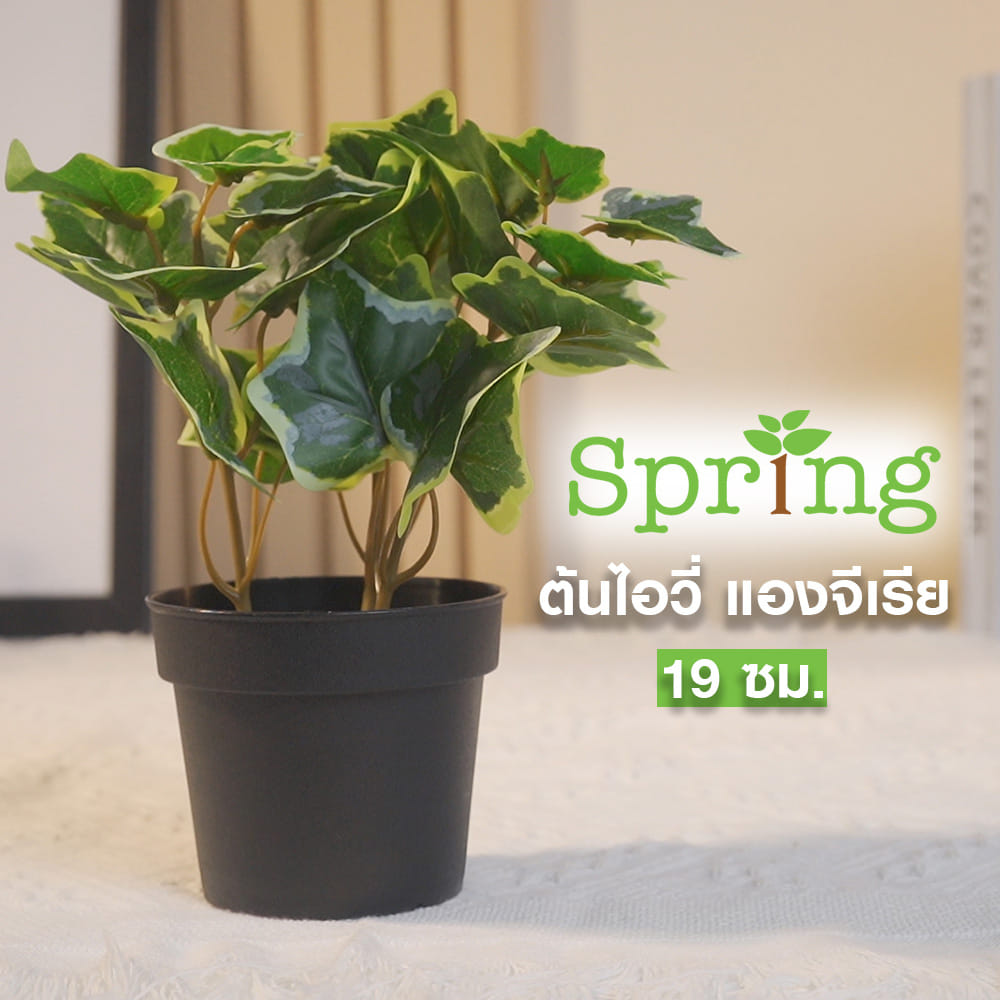 ต้นไอวี่ แองจีเรีย SPRING 19 ซม.