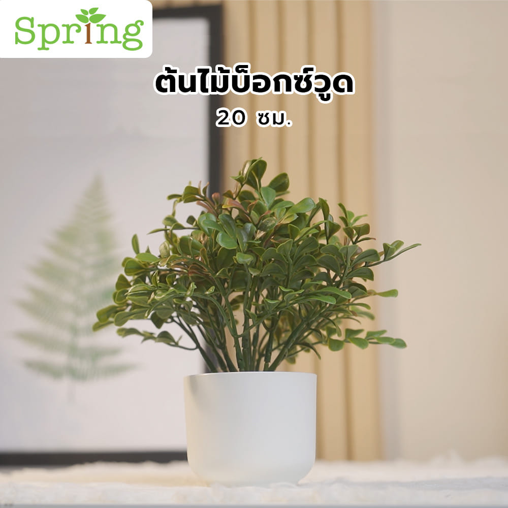 ต้นไม้บ็อกซ์วูด SPRING 20 ซม.