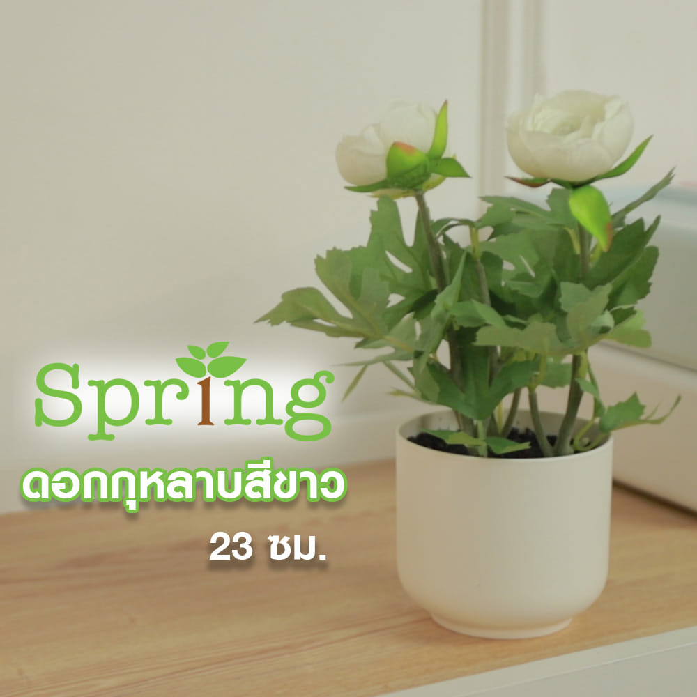 ดอกกุหลาบ SPRING 23 ซม.