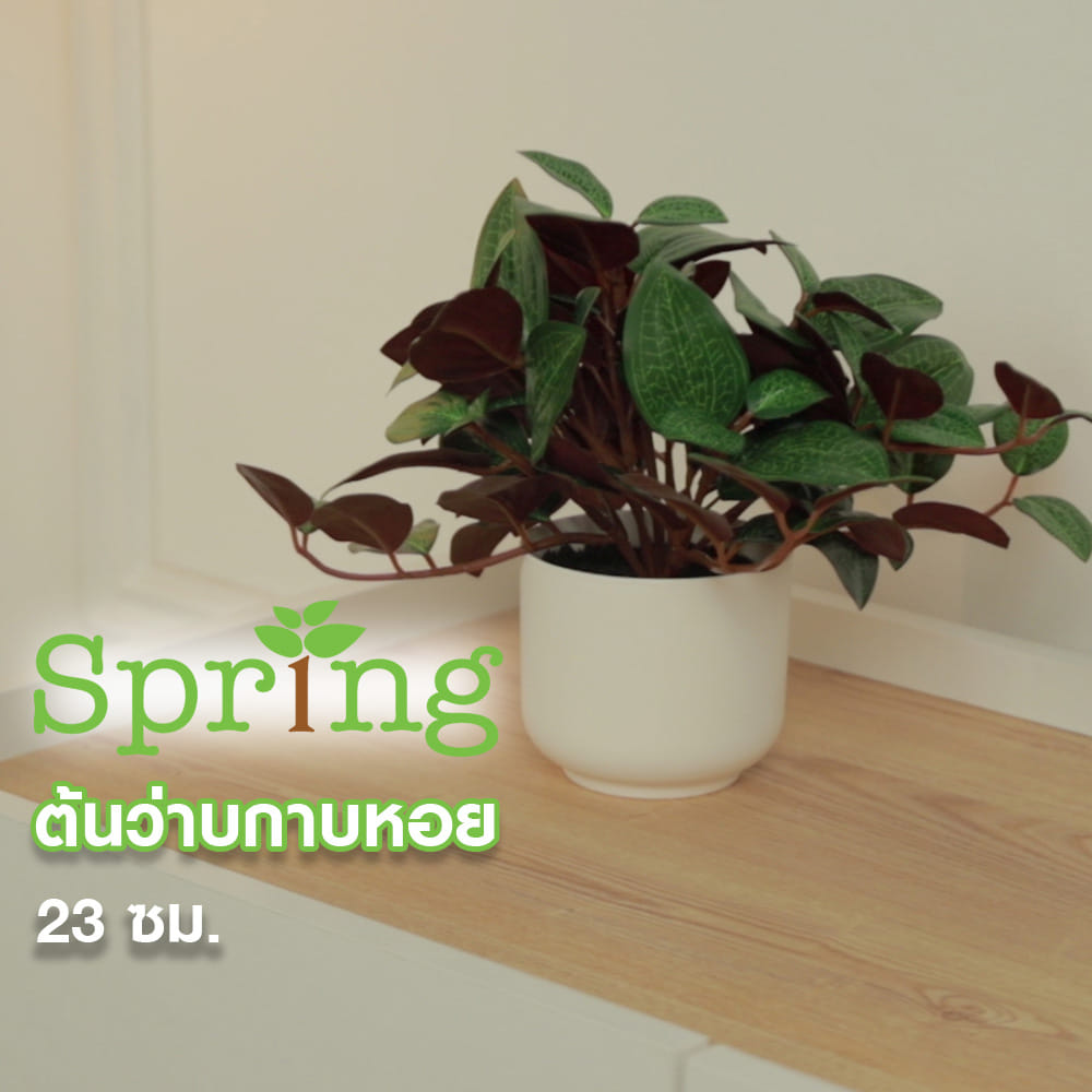ต้นว่านกาบหอย SPRING 23 ซม.