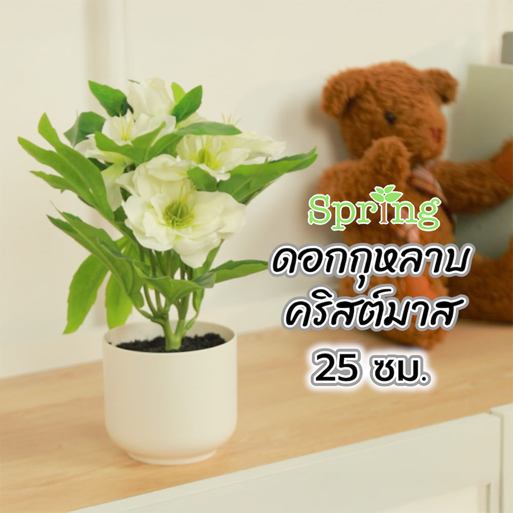 ดอกกุหลาบคริสต์มาส SPRING 25 ซม.