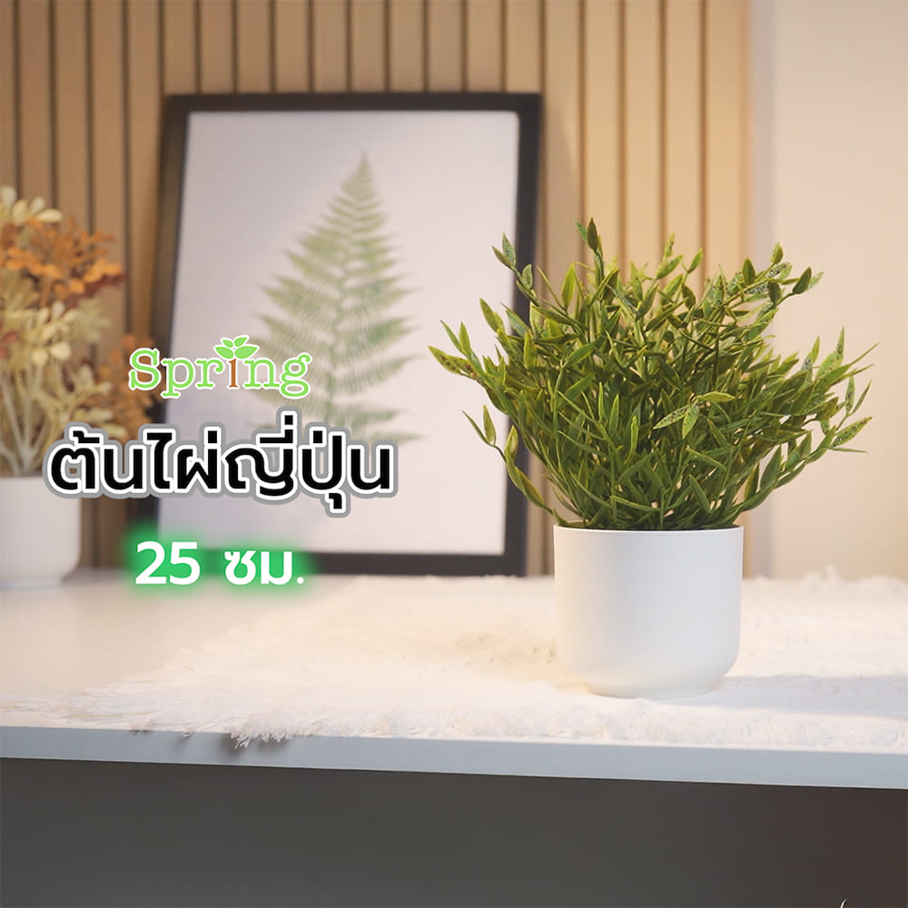ต้นไผ่ญี่ปุ่น SPRING 25 ซม.