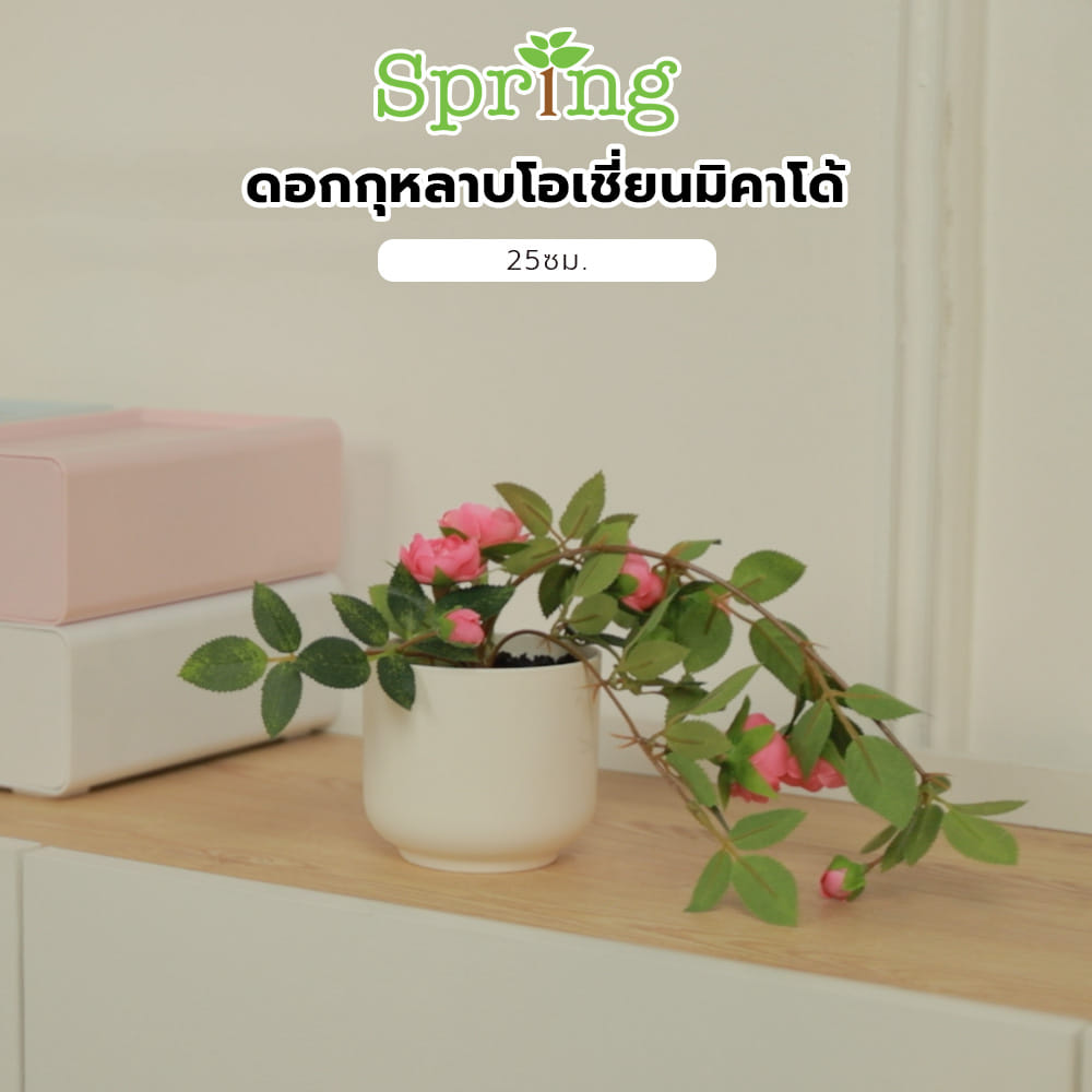 ดอกกุหลาบโอเชี่ยนมิคาโด้ SPRING 25 ซม.