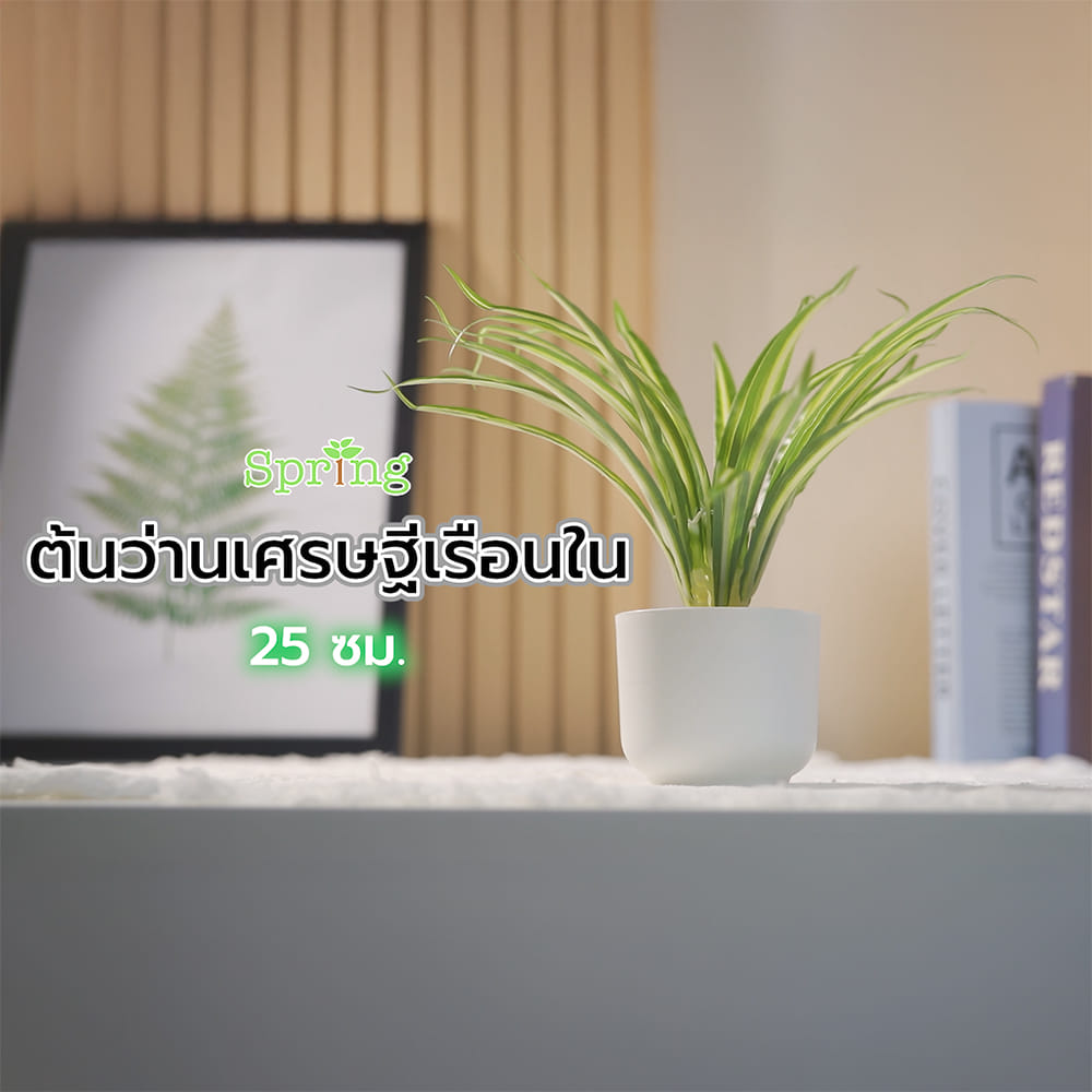 ต้นว่านเศรษฐีเรือนใน SPRING 25 ซม.