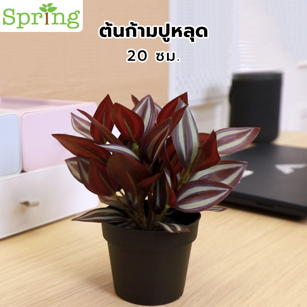 ต้นก้ามปูหลุด SPRING 20 ซม.