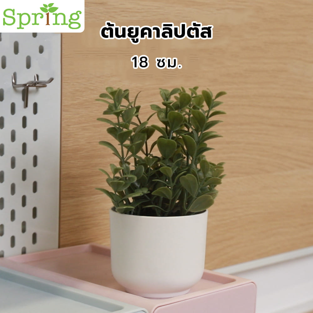ต้นยูคาลิปตัส SPRING 18 ซม.