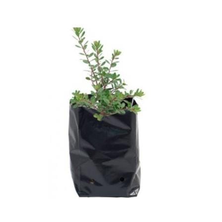POLY BAG 0606 TRIO TT002 2.5X17X15CM BLK