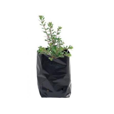 POLY BAG 1212 TRIO TT006 2.5X17X17CM BLK