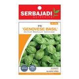 BAJA SERBAJADI GENOVESE BASIL HERB SEED