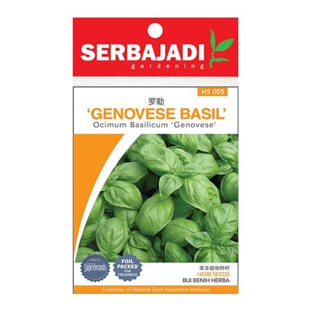 BAJA SERBAJADI GENOVESE BASIL HERB SEED