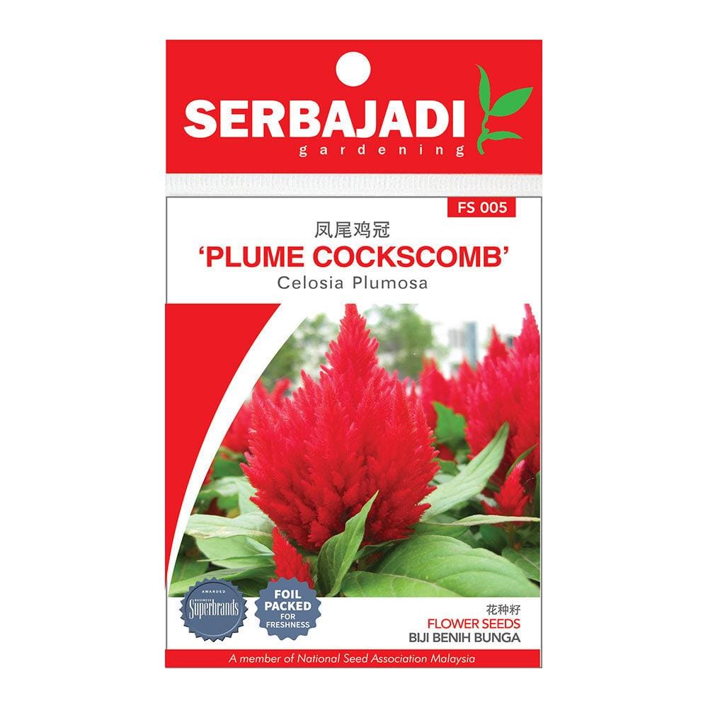 BAJA SERBAJADI PLUME COCKSCOMB, CELOSIA PLUMOSA FLOWER SEED FS005 1GM