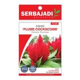 BAJA SERBAJADI PLUME COCKSCOMB, CELOSIA PLUMOSA FLOWER SEED FS005 1GM