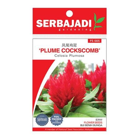 BAJA SERBAJADI PLUME COCKSCOMB, CELOSIA PLUMOSA FLOWER SEED FS005 1GM