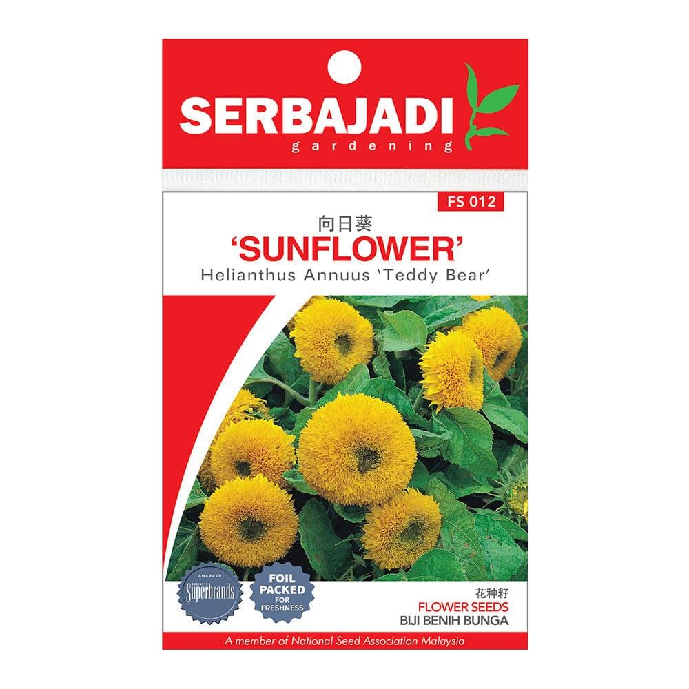 BAJA SERBAJADI TEDDY BEAR SUNFLOWER FLOWER SEED FS012 1GM