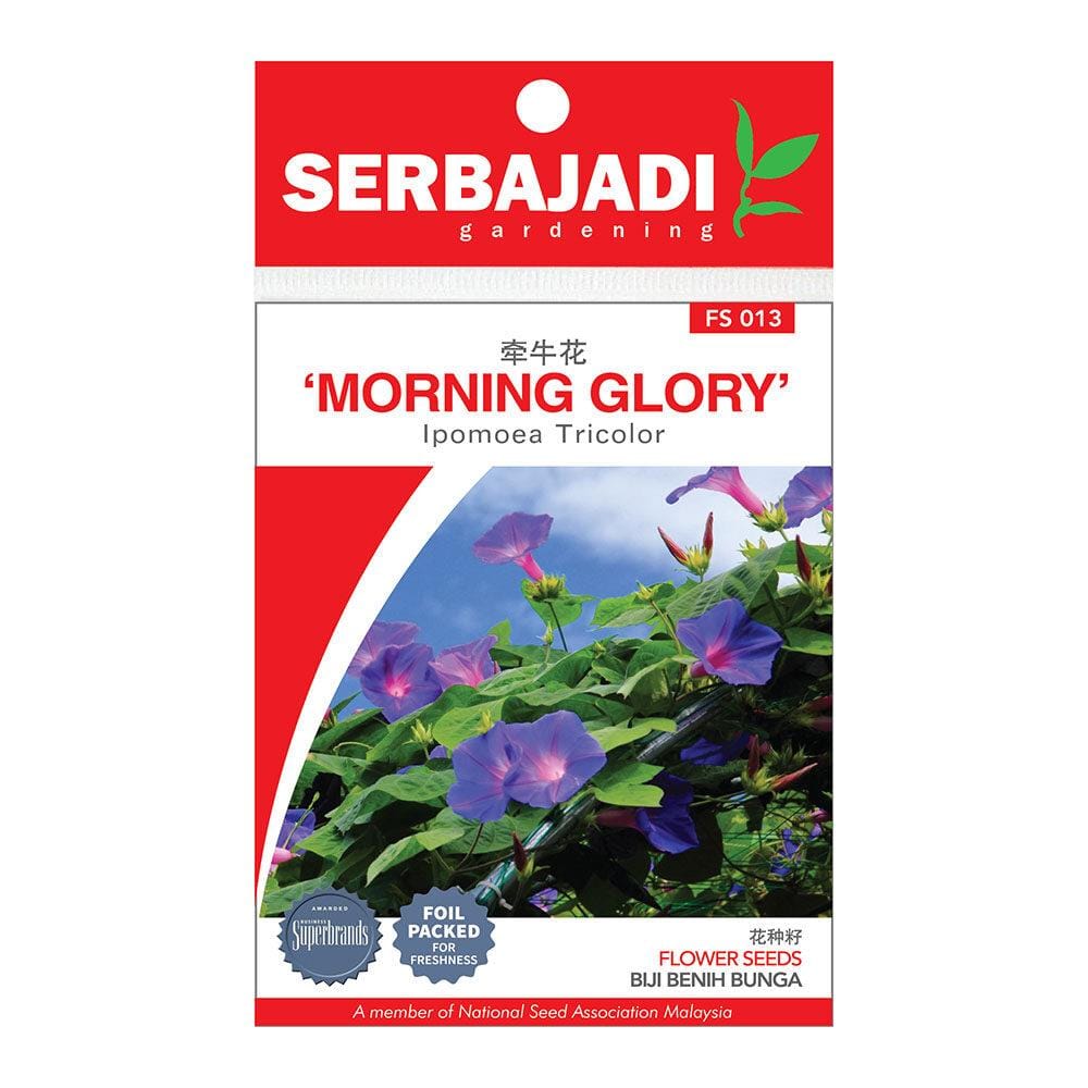 BAJA SERBAJADI MORNING GLORY, IPOMOEA TRICOLOR FLOWER SEED FS013 1GM