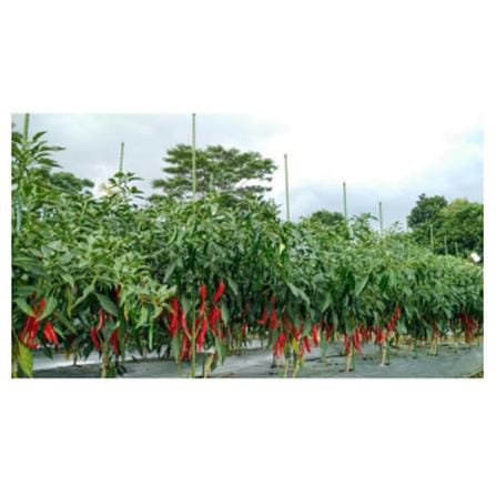 TAKIRON PLANT STAKE 11MM X 1200MM