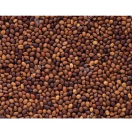 TRIO EP HERBS SEEDS MARJORAM