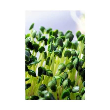 TRIO EP MICROGREEN KALE