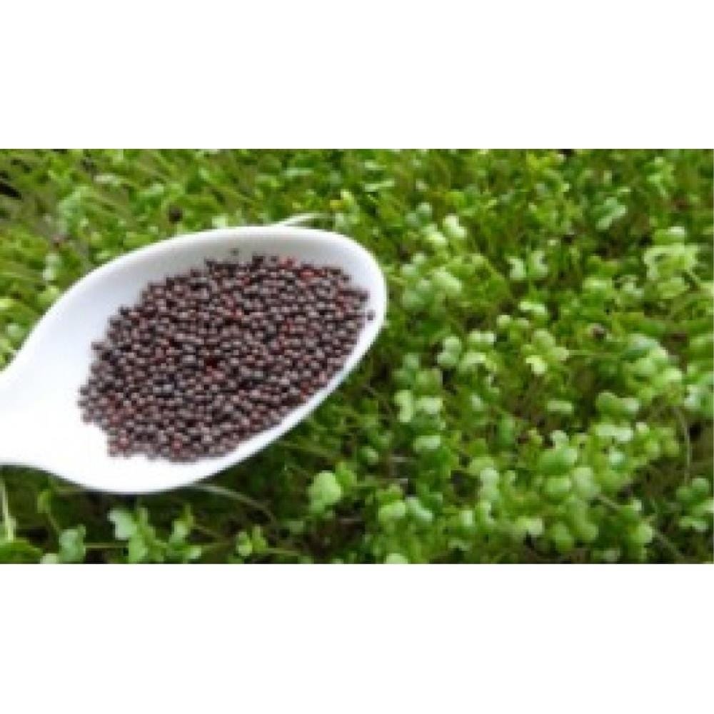 TRIO  EP MICROGREEN LETTUCE