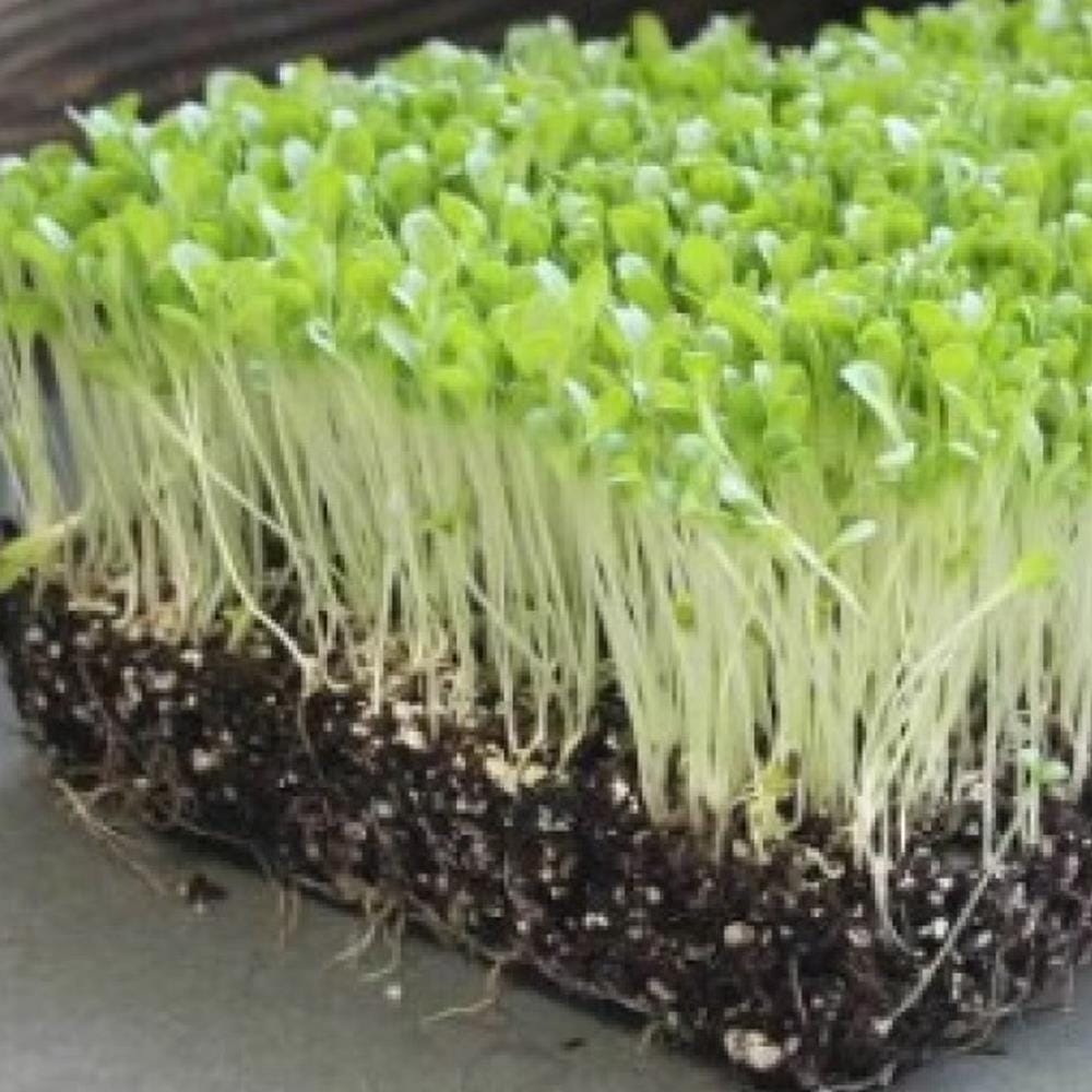 TRIO  EP MICROGREEN LETTUCE
