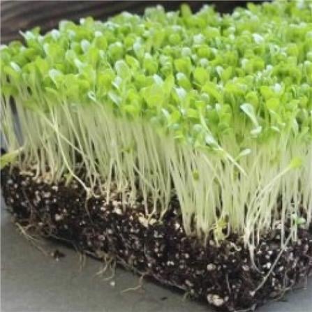 TRIO  EP MICROGREEN LETTUCE