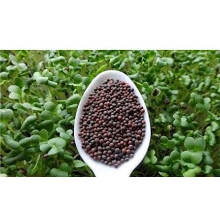 TRIO EP MICROGREEN PAK CHOY