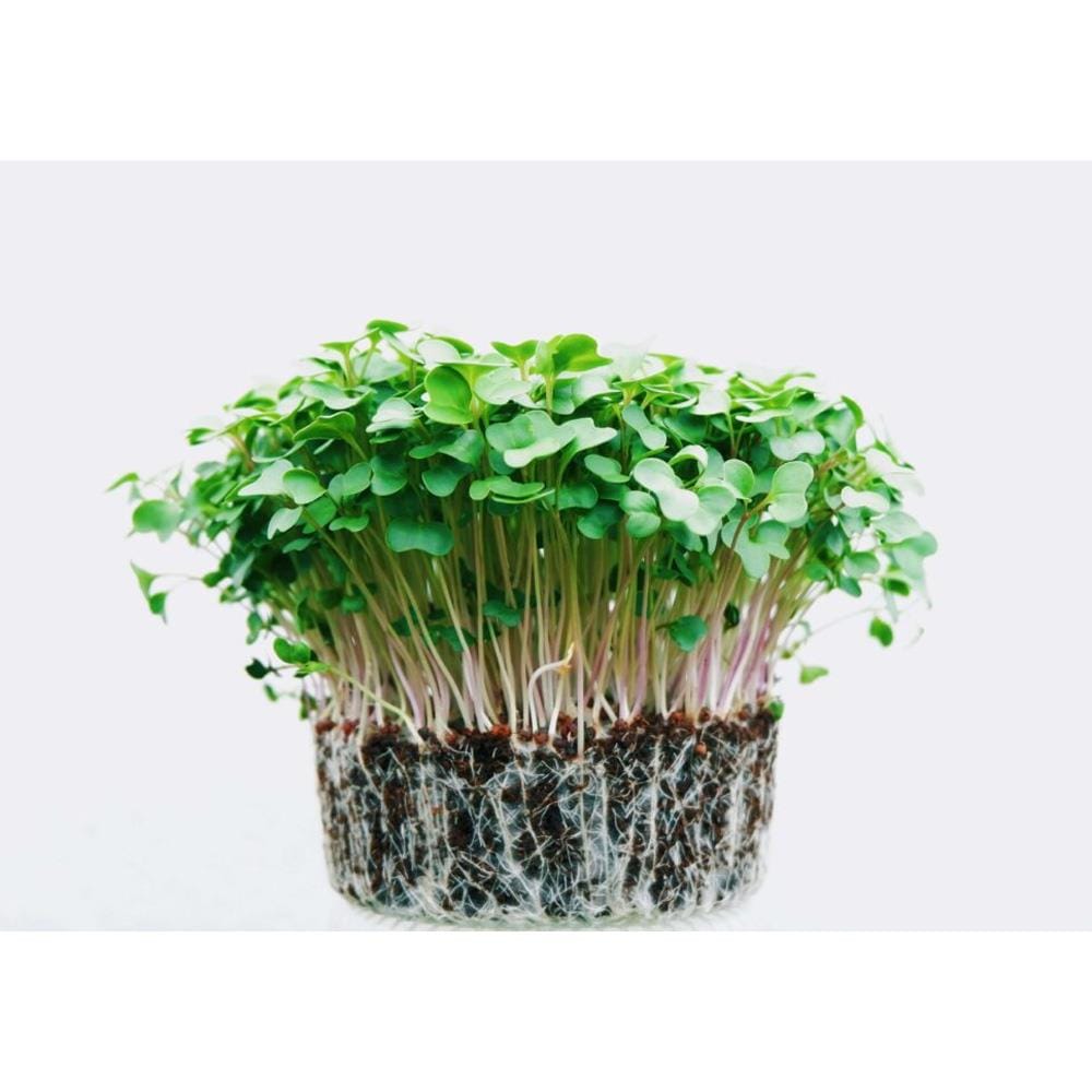 TRIO  EP MICROGREEN MUSTARD