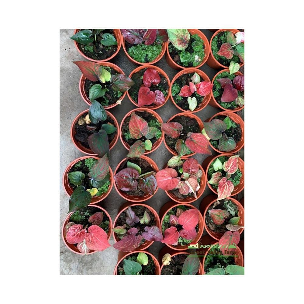 C-LIVE PLANT RM9.90 BABA