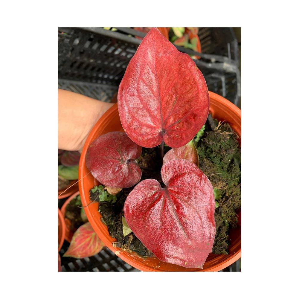 C-LIVE PLANT RM9.90 BABA