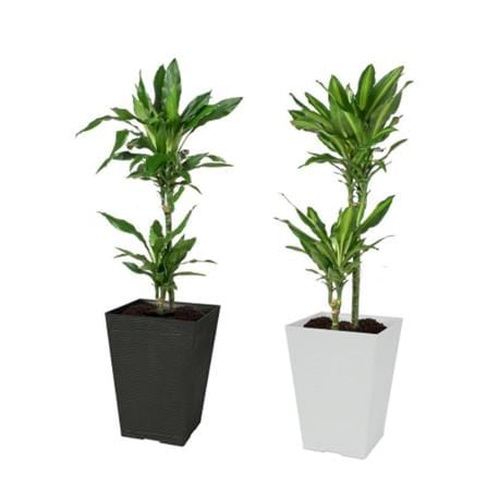FELTON SQUARE POT FBL 2453 GRY (D25*H35)