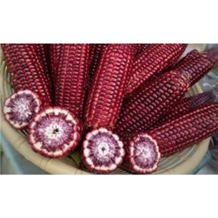 BABA VE-064 F1 PURPLE SWEET CORN