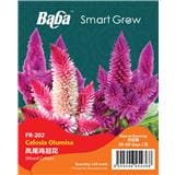 BABA CELOSIA OLUMISA SEED FR-002