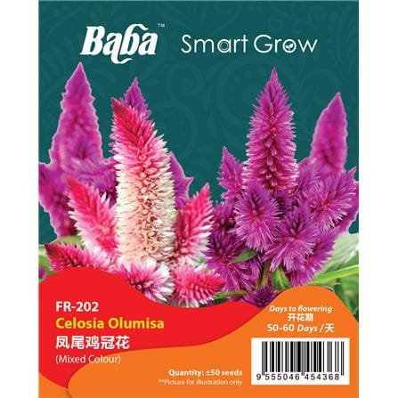 BABA CELOSIA OLUMISA SEED FR-002