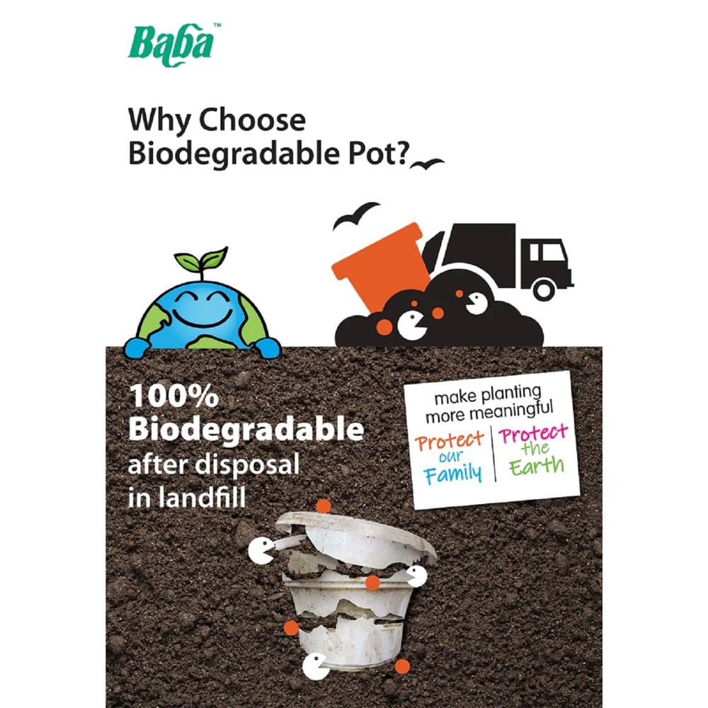 BABA BIO POT NB-150 POT MORANDI PURPLE