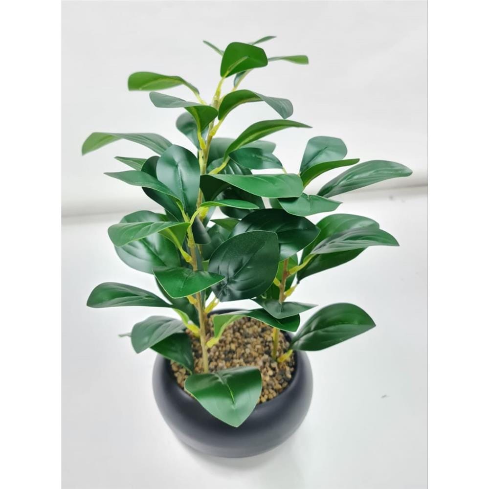 CL BEAN LEAVES POTTED PLANT GP506