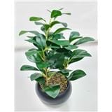 CL BEAN LEAVES POTTED PLANT GP506