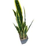 CL SNAKE  POTTED PLANT GP523