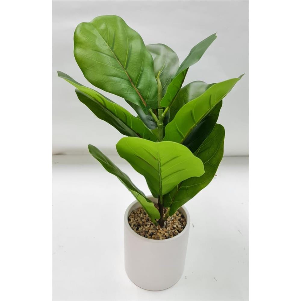 CL FICUS LYRATA POTTED PLANT GP508