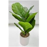 CL FICUS LYRATA POTTED PLANT GP508