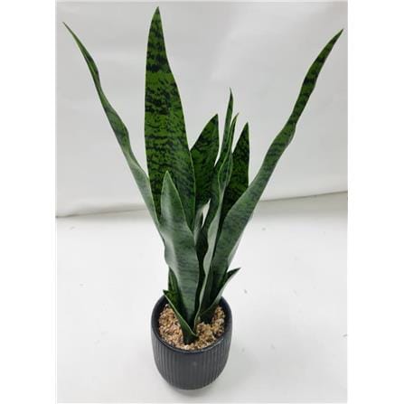 CL SNAKE  POTTED PLANT GP522