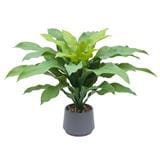CL BRAZILIAN WOOD  POTTED PLANT GP512