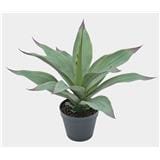 CL AGAVE PLANTS  POTTED PLANT GP513