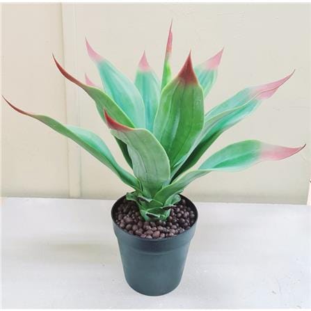 CL AGAVE PLANTS  POTTED PLANT GP513