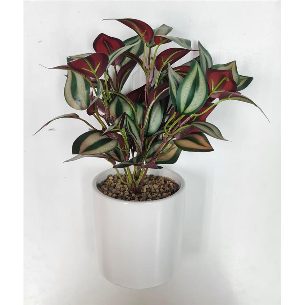 CL ARACEAE&nbsp;PHILODENDRON POTTED PLANT GP501