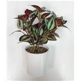 CL ARACEAE&nbsp;PHILODENDRON POTTED PLANT GP501