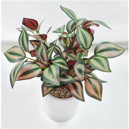 CL ARACEAE&nbsp;PHILODENDRON POTTED PLANT GP501