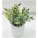 CL EUCALYPTUS  POTTED PLANT GP503