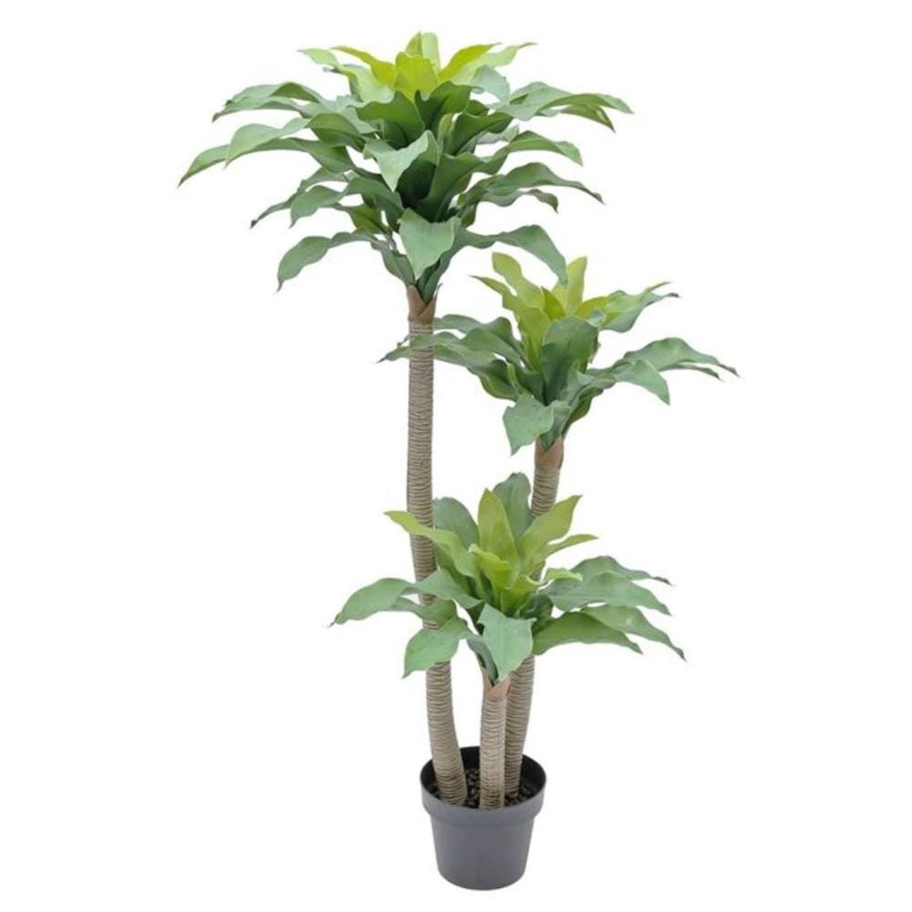 CL YUCCA ELPAHANTIPES POTTED PLANT GP605