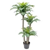 CL YUCCA ELPAHANTIPES POTTED PLANT GP605
